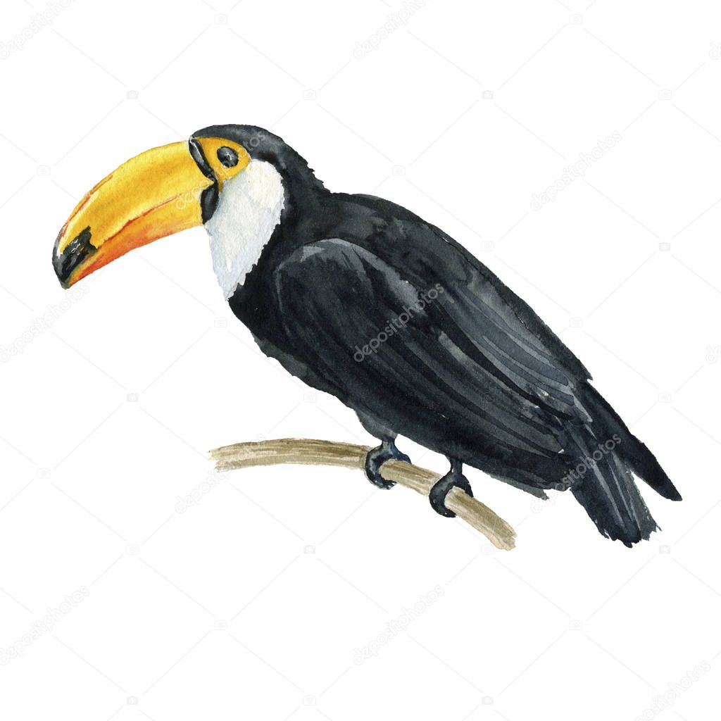  watercolor illustration of beautiful toucan bird on branch isolated on white background