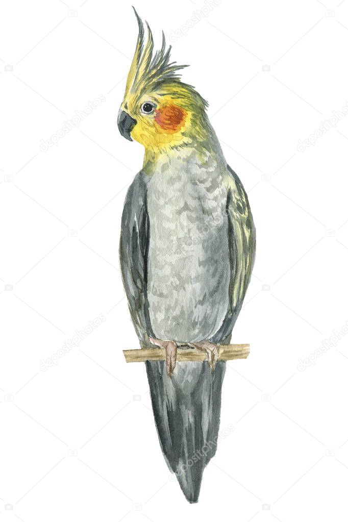  watercolor illustration of beautiful corella parrot on branch isolated on white background