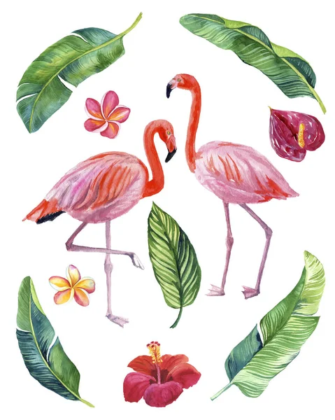 Акварельная Иллюстрация Красивых Розовых Фламинго Тропическими Цветами Листьями Выделенными Белом — стоковое фото
