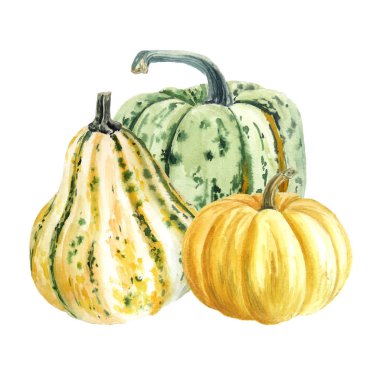 el beyaz arka plan, hasat festivali ve Şükran günü kavramı izole suluboya sonbahar kabakları çizmek 