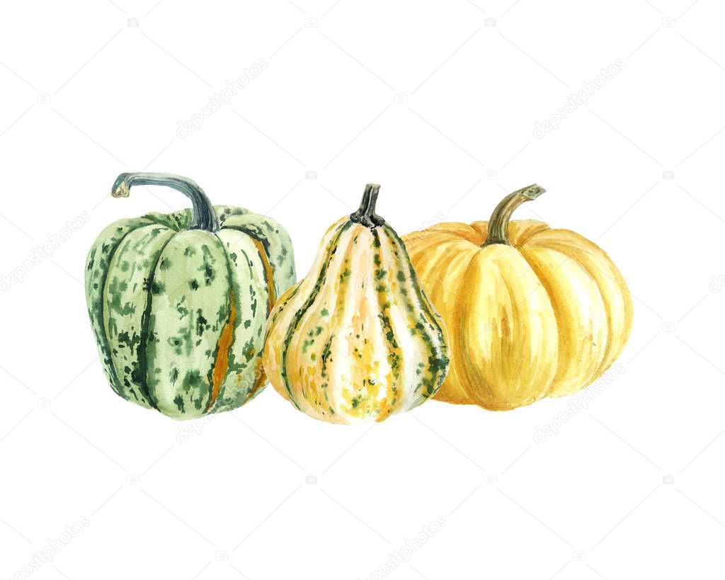 hand draw watercolor autumn pumpkins isolated on white background, harvest festival and Thanksgiving day concept 