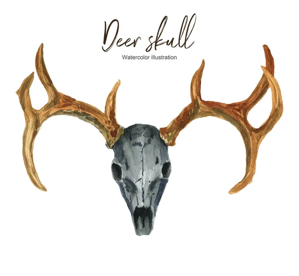 Ilustración de acuarela aislada con cráneo de ciervo sobre fondo blanco. Adecuado para crear tarjetas, invitaciones, vacaciones, etc. . Imagen de archivo