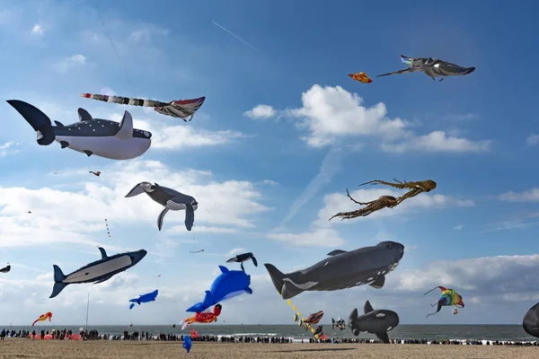 Görünüm açık ve güneşli mavi gökyüzü Lahey, Schenveningen, Hollanda üzerinde uçan uçurtma