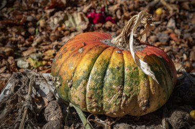 Elden çıkarma toprak Bahçe köşesinde kuru ve şımarık sarı kabak düştü