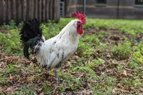 Röd Vit Svart Tupp Profil Mot Suddig Grönt Gräs Bakgrund — Stockfoto