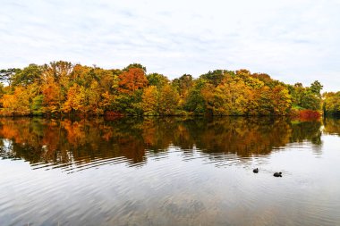 İki ördek renk yapraklar sonbaharda giyen ağaçları ile sınırlanmıştır nehirde yüzme su yansıyan