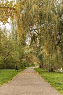 Sonbahar mevsiminde yere düşen turuncu renk yaprak altın ağaç bir sakin kanal su Salix babylonica iç içe