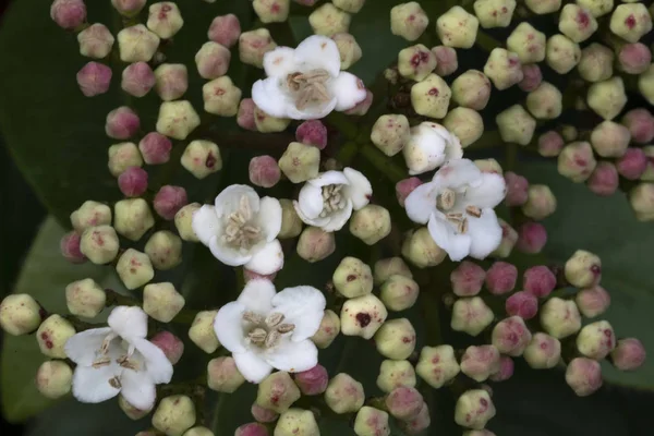 Closeup Viburnum Tinus Flower Blossom — Stock Photo, Image