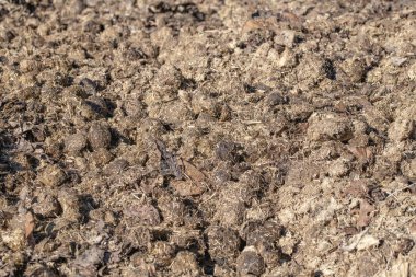 İnek gübresi kompost sıcak güneş ışığı altında döşeme