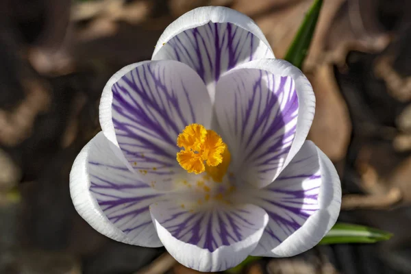 Zbliżenie Biały Fioletowy Krokus Kwiat Kwitnący Wczesną Wiosną Przed Brown — Zdjęcie stockowe