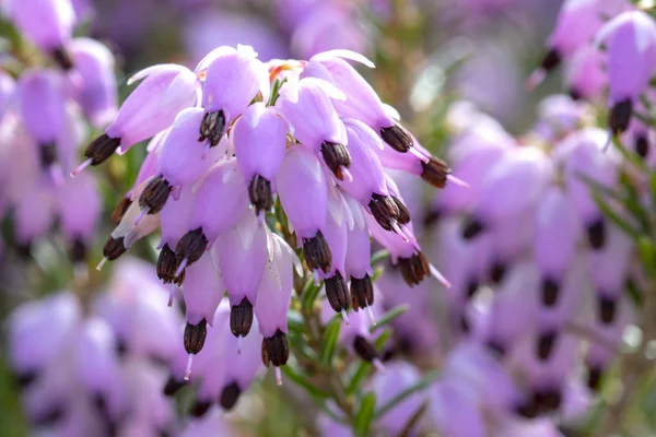 stock image Closeup view of violet calluna vulgaris flowers