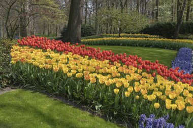 Saf kırmızı ve pembe beyaz renk laleler ilkbaharda çok bakımlı bir bahçe altında çiçek açan