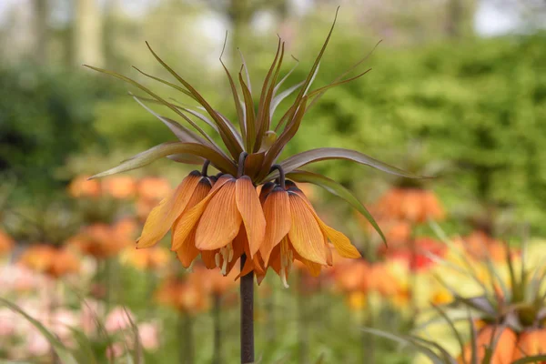 Güneşli bir gün ışığı altında bulanık çiçek arka plan karşı Orange Crown Imperial çiçekler