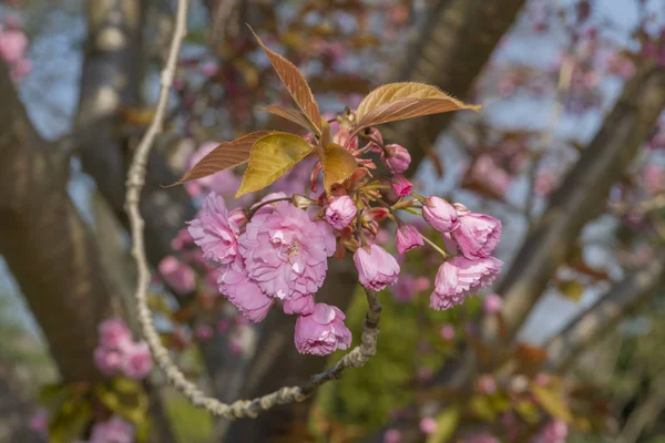 Young Pink Sakura Blossom Blooming End Branch Spring Season — Stockfoto