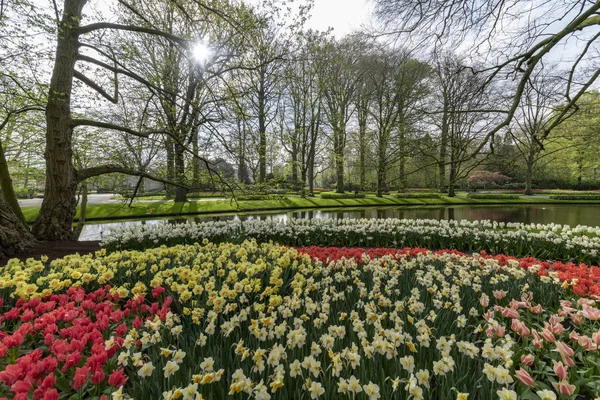 Žlutý Daffodil Vícebarevné Tulipány Kvetou Pod Velmi Dobře Udržovanou Zahradou — Stock fotografie