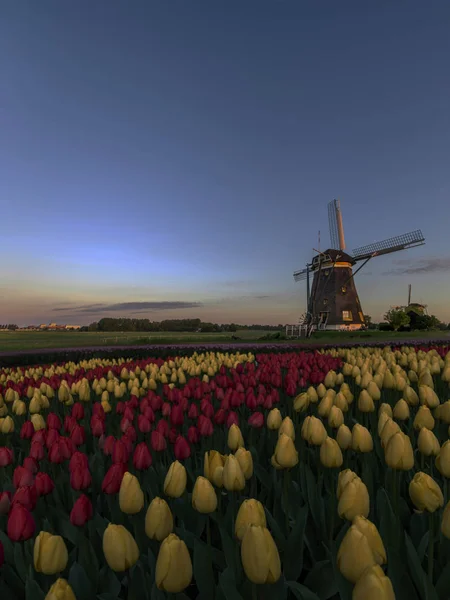 Puesta Sol Primavera Holandesa Los Molinos Viento Granja Tulipanes Con —  Fotos de Stock