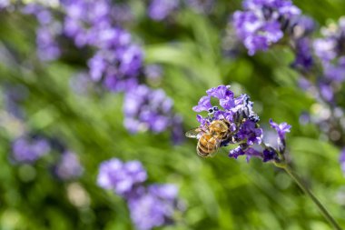 Mor lavanta çiçeği bir çiçek üzerinde Bal arısı iniş bir pur yeşil arka plan karşı bal toplama