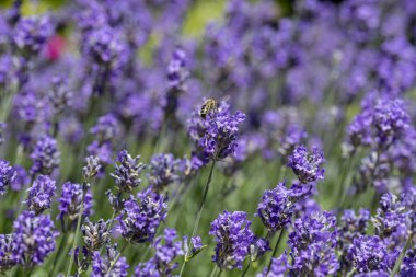 Mor lavanta çiçeği bir çiçek üzerinde Bal arısı iniş bir pur yeşil arka plan karşı bal toplama