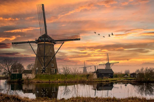 Під Час Заходу Сонця Над Голландськими Вітряками Літає Група Гусей — стокове фото
