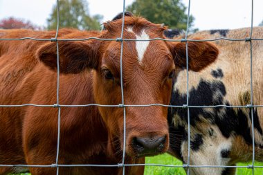 Brown cow portrait behind the barbe wire clipart