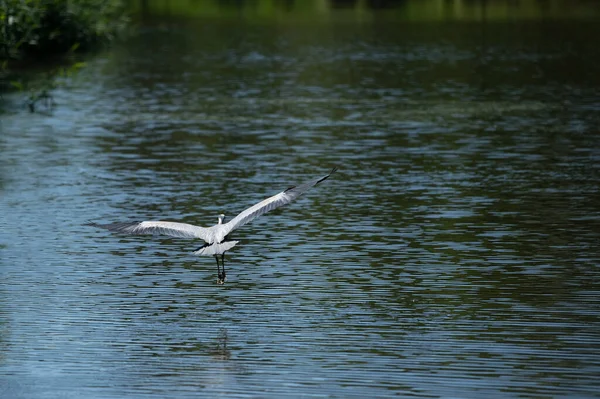 Una garza gris volando del estanque en busca de peces — Foto de Stock