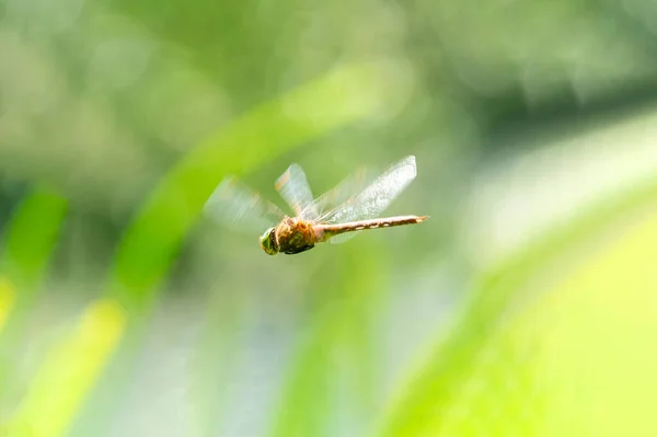 Πετώντας λιβελούλα πάνω από το ψηλό χορτάρι κυνήγι για μικρό έντομο να φάει κάτω από ένα ηλιόλουστο φως της ημέρας το πρωί — Φωτογραφία Αρχείου