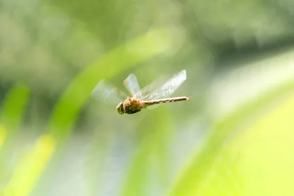 Flying Dragonfly High Grass Hunting Small Insect Eat Sunny Daylight — Stock Photo, Image