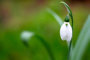 Sabahın ilk ışıklarıyla bembeyaz kar damlaları kaplandı. Taze yağmur damlaları beklemede.