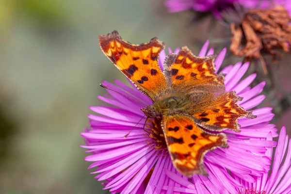 Észak Amerikai Nymphalidae Pillangó Gyűjtése Pollen Egy Nagy Lila Virág — Stock Fotó