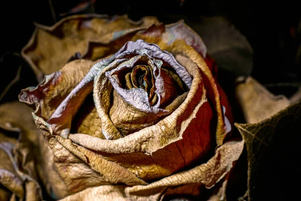 Kuru ve solmuş gül çiçeği. Yaklaş.