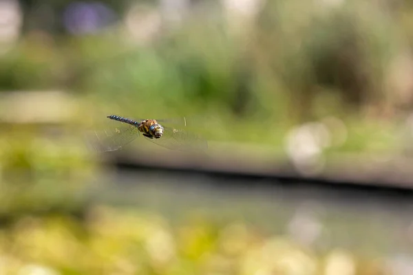 Kék Táltos Pachydiplax Longipennis Szitakötő — Stock Fotó