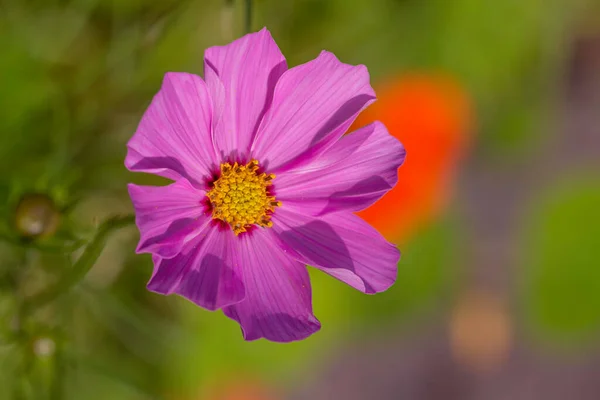 Фиолетовый Цветок Космоса Желтой Тычиной Летним Солнцем Зеленом Размытом Фоне Лицензионные Стоковые Изображения