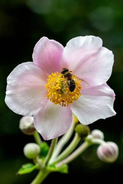 Overfly Recogiendo Miel Sobre Rosa Amarillo Oyó Flor Anémona Bajo Imagen de archivo