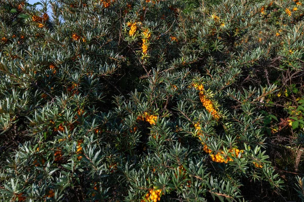 Seaberry Duindoorn Planta Que Rasga Bajo Verano Brillante Soleado Luces Fotos de stock libres de derechos