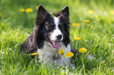 Şirin kenar kömür ocağı karahindiba çiçek çayır yalan portresi. Köpek geleceğe bakış.