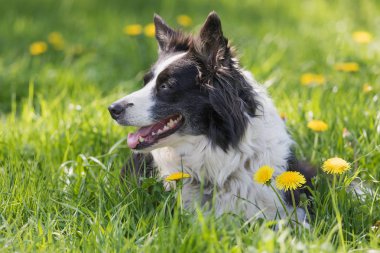 Yan görünüm portre sevimli kenar kömür ocağı karahindiba çiçek çayır yalan.