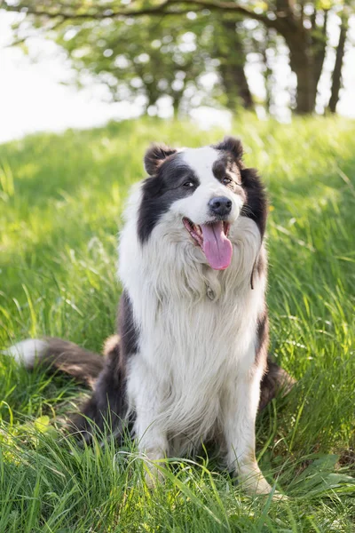 ボーダーコリーの笑みを浮かべては 屋外の草に座っています 犬が側に少し見ています 彼のビューでオブジェクトを配置できます 垂直方向に — ストック写真