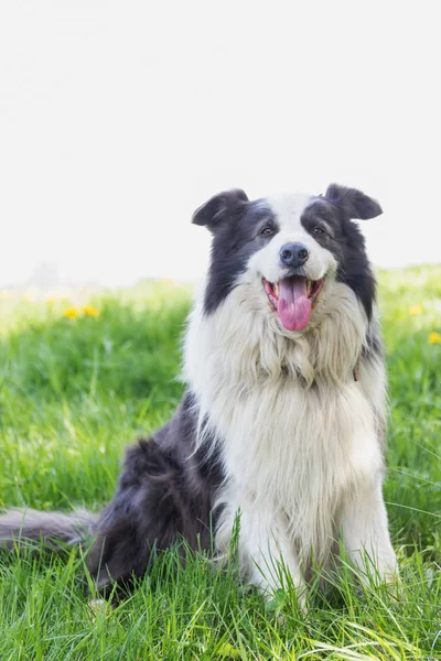 一只微笑的边境牧羊犬坐在草地上 白色背景为文本准备就绪 — 图库照片