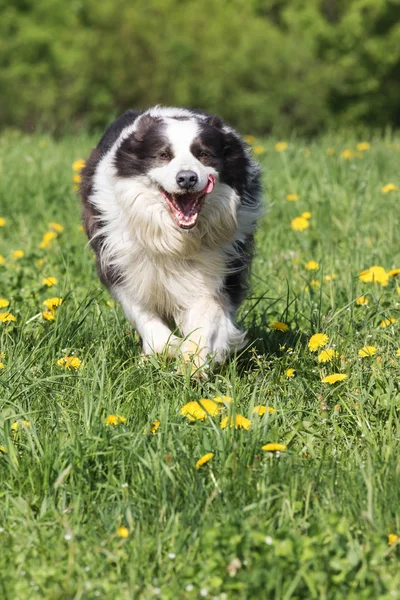 Lustiger Border Collie Läuft Auf Der Blühenden Löwenzahnwiese Vor Die — Stockfoto