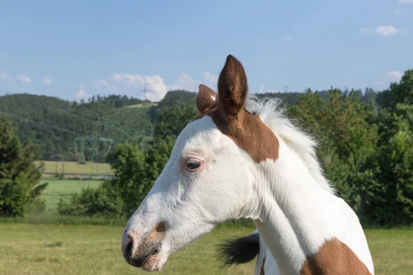 Portrait Head Newborn White Brown Spots Foal Outdoors — Stock Photo, Image