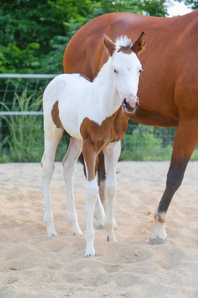 Portrait Cute Newborn Foal White Brown Spots Standing Next Brown — Stock Photo, Image