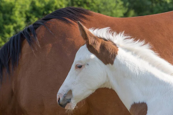 Портрет Новорожденного Жеребенка Белого Цвета Коричневой Лошадью Заднем Плане — стоковое фото