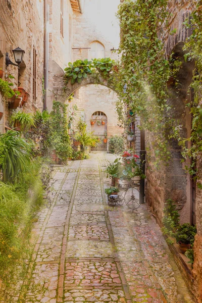 古い通りの正面は 植物および花の多くのポットで飾られました スペッロ イタリア ウンブリア州 — ストック写真