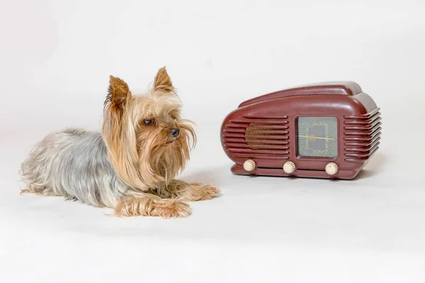 Der Yorkshire Terrier Liegt Neben Dem Oldtimer Radio Auf Dem — Stockfoto