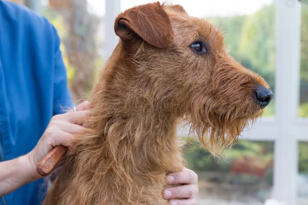 トリミングのクローズ アップ ビュー アイリッシュ テリア犬の首 — ストック写真