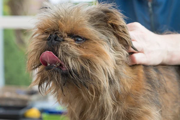 Trimming of the Brussels Griffon dog. The dog has an adorable tongue.