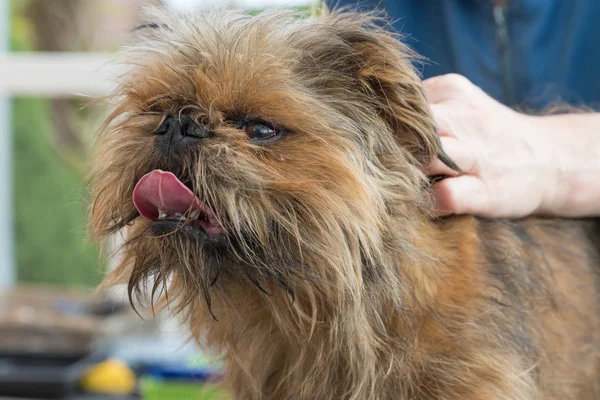 Kırpma Brussels Griffon köpek. Köpek sevimli bir dilin var.
