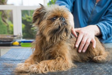 Kırpma Brussels Griffon köpek. Köpek damat masanın üzerinde yatan. 