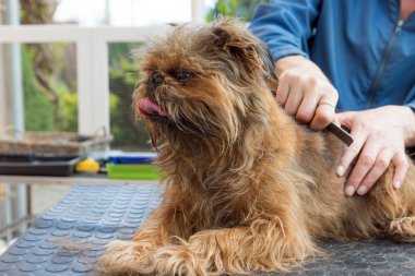 Brussels Griffon köpek closeup kırpma. Protrüze dil ile köpek damat masanın üzerinde yatan. 