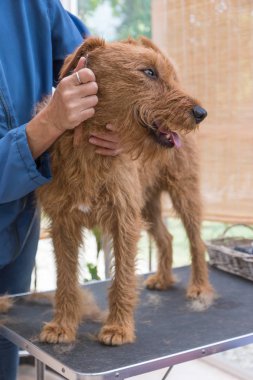 İrlandalı Terrier köpek kırpma. Köpek damat masada duruyor ve yukarı bakıyor. Dikey olarak. 